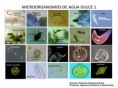 /album/imagenes-para-practicas-de-laboratorio/microorganismos-de-agua-dulce-1-jpg/